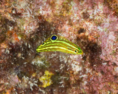 Ornamented Wrasse photo 1