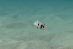 Iniistius aneitensis