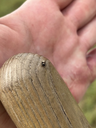 iNaturalist observation photo of Buttonhook Leafbeetle Jumping Spider