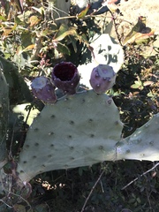 Opuntia tunoidea