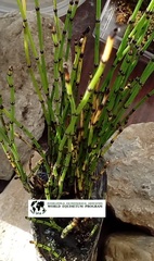 Equisetum scirpoides