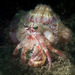 Jeweled Anemone Hermit Crab - Photo (c) David R, some rights reserved (CC BY-NC)
