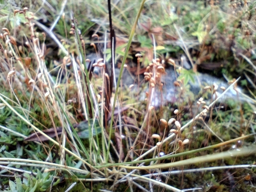 Image of Meesia uliginosa by no rights reserved