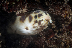 Hawaiian Spotted Snake Eel photo 3