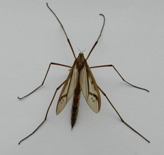 Pediciidae