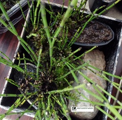 Equisetum scirpoides