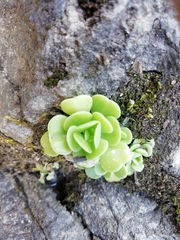 Sedum rhodocarpum