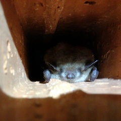 Myotis dasycneme