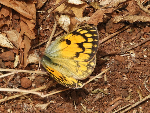 African Golden Arab