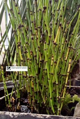 Equisetum scirpoides