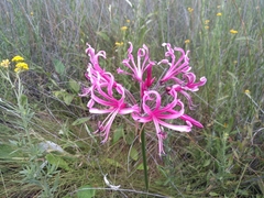 Nerine