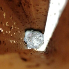 Barbastella barbastellus