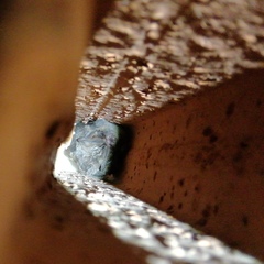 Barbastella barbastellus