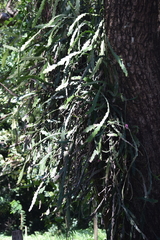 Epiphyllum phyllanthus
