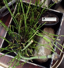Equisetum scirpoides