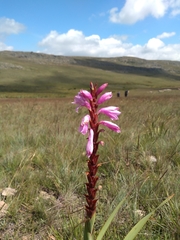 Watsonia pulchra