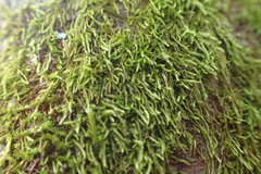 Clasmatodon parvulus