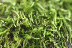 Clasmatodon parvulus