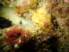 Pycnoclavella stanleyi