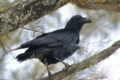 Corvus rhipidurus