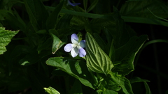 Viola elatior