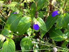 Rhynchoglossum