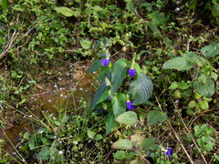 Rhynchoglossum