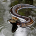 Florida Cottonmouth - Photo (c) Mary Keim, some rights reserved (CC BY-NC-SA)