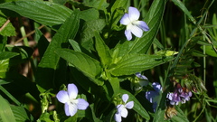 Viola elatior