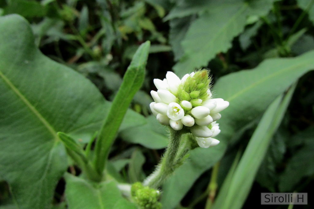 Persicaria stelligera