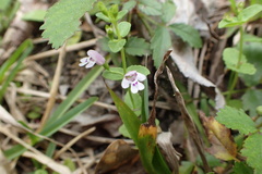 Clinopodium brownei