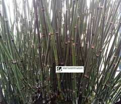 Equisetum hyemale