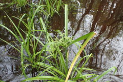 Cyperus virens