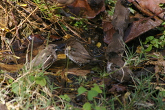 Spermestes cucullata