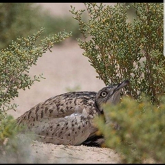 Chlamydotis macqueenii