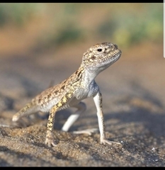 Phrynocephalus arabicus