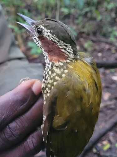 iNaturalist image