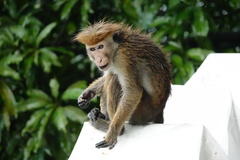 Macaca sinica