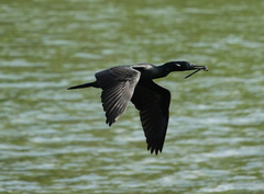 Phalacrocorax fuscicollis