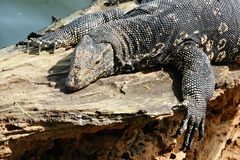 Varanus salvator salvator