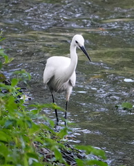 Egretta garzetta