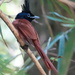 Indian Paradise-Flycatcher (Sri Lanka) - Photo (c) Matthew Blissett, some rights reserved (CC BY), uploaded by Matthew Blissett