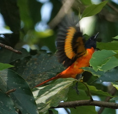 Pericrocotus flammeus