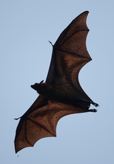 Indian Flying Fox photo 3