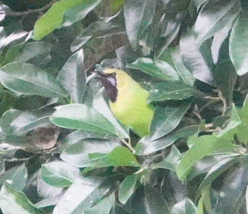 Chloropsis jerdoni