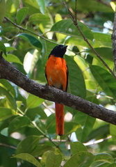 Pericrocotus flammeus