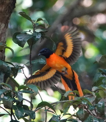 Pericrocotus flammeus