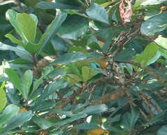 Psilopogon flavifrons