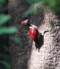 Chrysocolaptes stricklandi