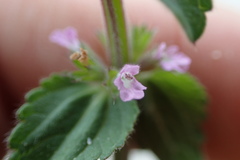 Stachys crenata